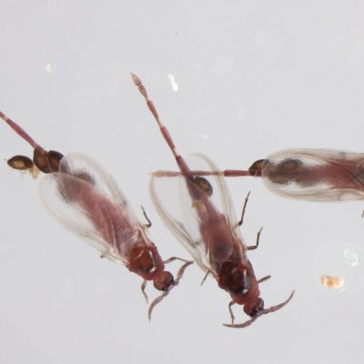 Newly-discovered species: Adult males with juvenile females grasped onto abdomens - Cystococcus campanidorsalis (Photo: Dr Lyn Cook)